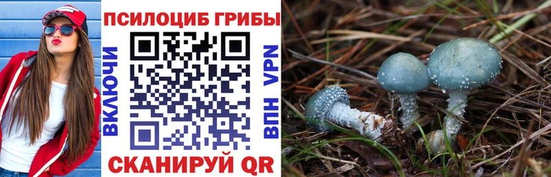 где купить наркотик omg как зайти Псилоцибиновые грибы ЛСД Ленинградская
